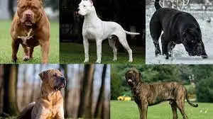 Top 10 Most Dangerous Dogs In India In 2024