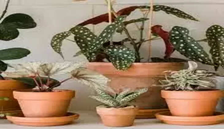 Indoor Plant