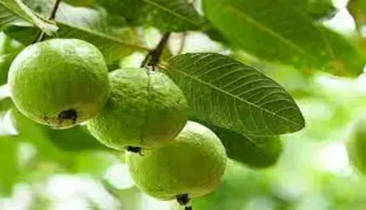 guava