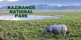  Top 10 Places To Stay In Kaziranga