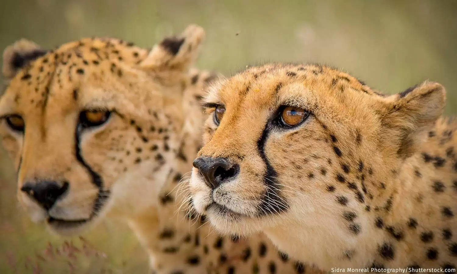 Cost Of Getting Namibia's Cheetahs to India Revealed!