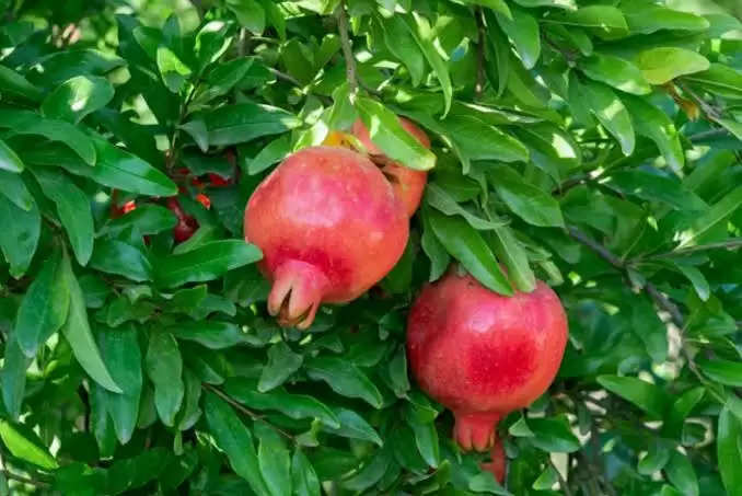 Pomegranate Tree leaves