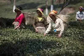 भारत में चाय की खेती कहाँ से आरंभ हुई