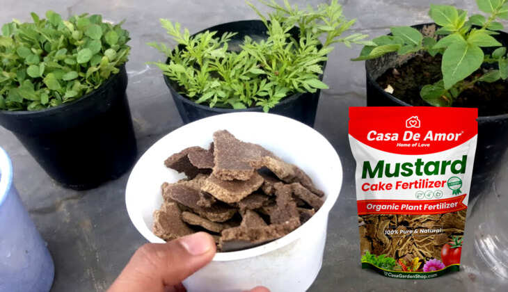Mustard cake fertilizer