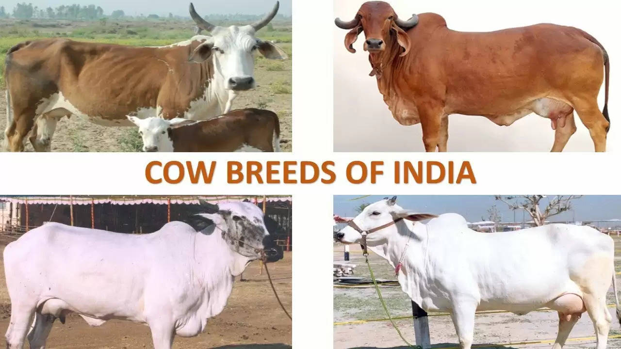  Top 15 Cow Breeds In India
