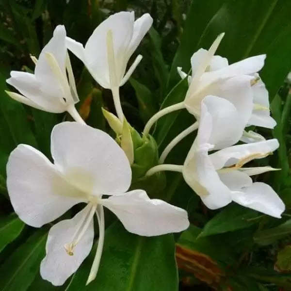 sontakka Flower Sugandhi Plant