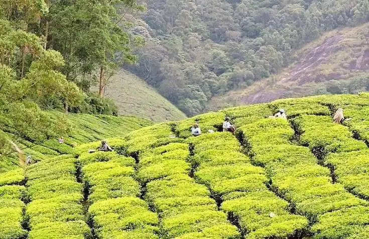 5 Tea Estates of Assam