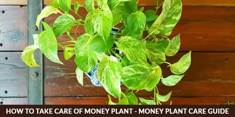 How To Grow & Take Care Of Your Money Plant Explained