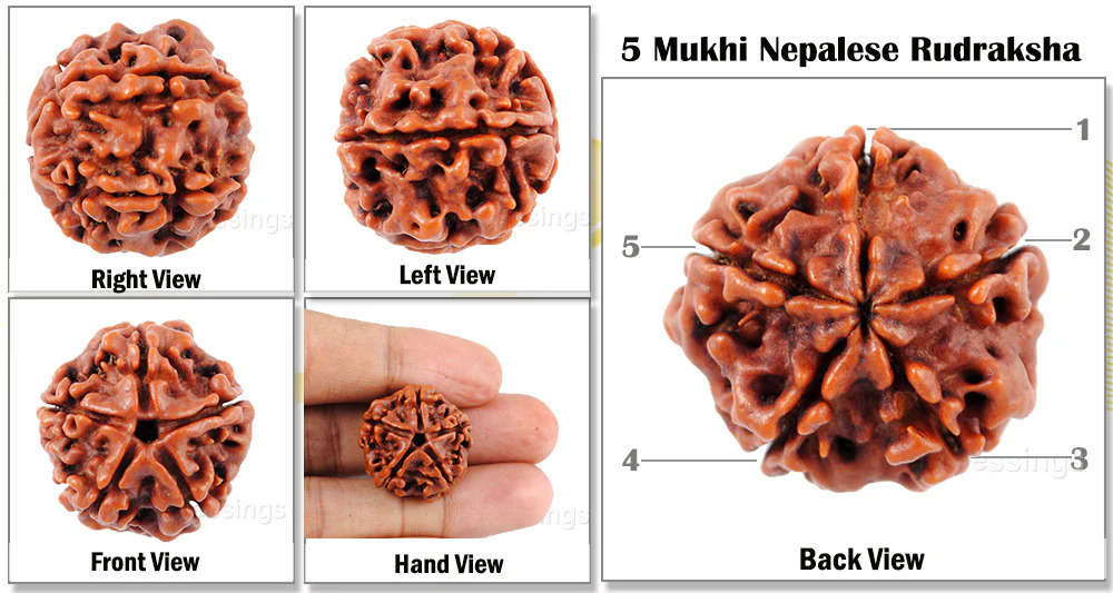 5 mukhi