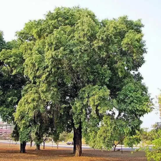 Jamun Tree