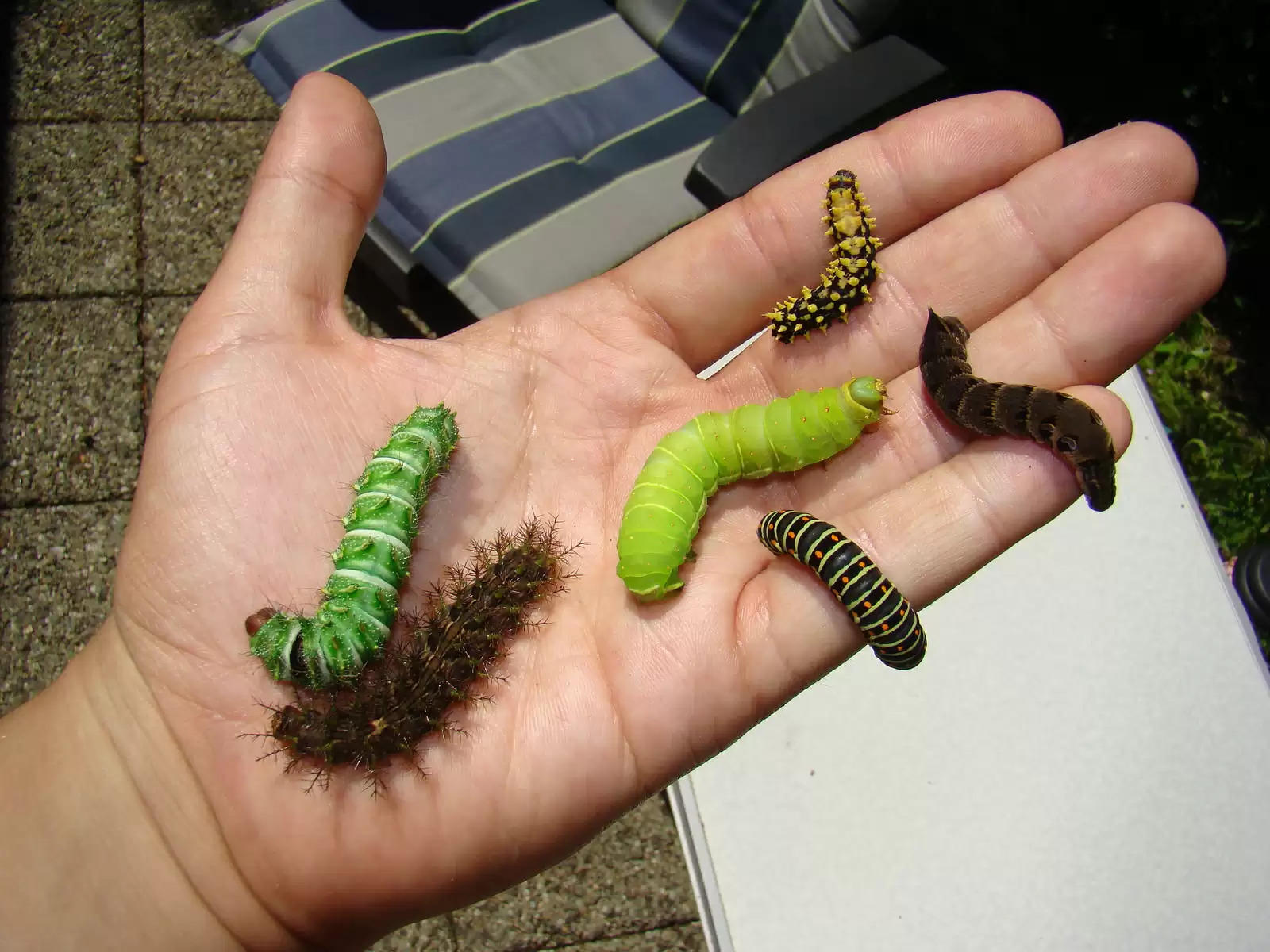  Top 10 Types Of Caterpillars