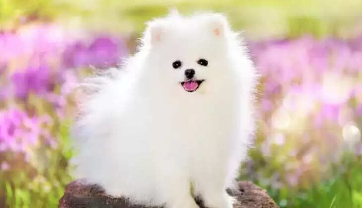   Pomeranian