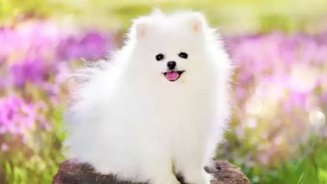 Top Small Dog Breeds In India