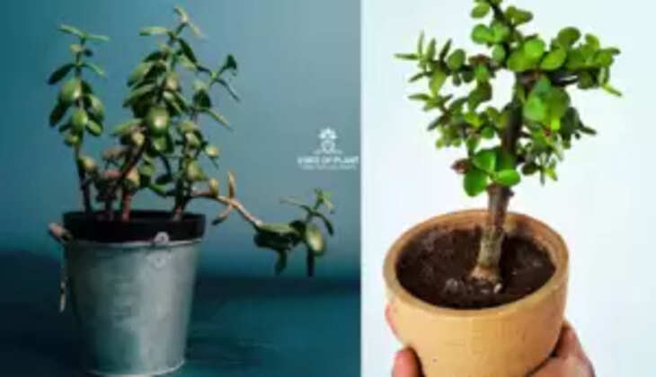  Difference Between The Jade Plant And Crassula Ovata