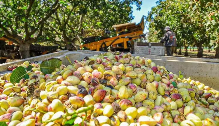 Know About Pistachio Farming in India: How to Grow, Setup Cost, Profit In 2025
