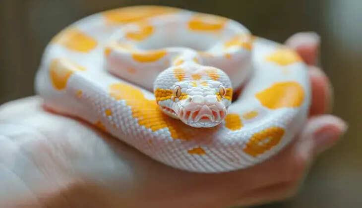 Know About Yellow And White Snake