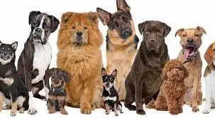 Top 10 Best Dogs Breed For Breeding and Sell