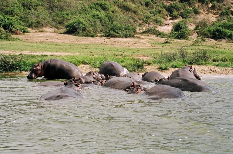 Suggestions For Your First Trip To Uganda