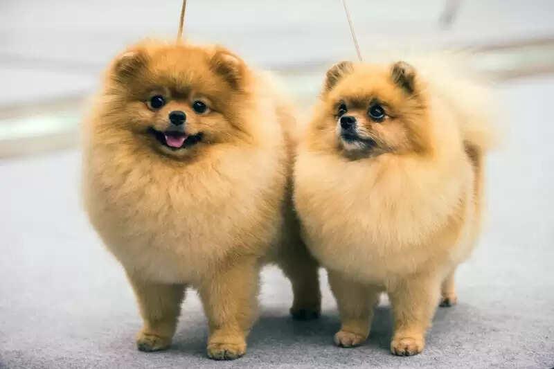 Top 10 Dog Movies of All Time Till 2021