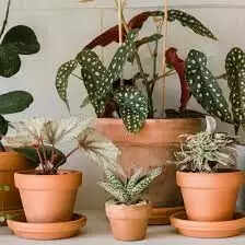 Top Indoor Plants you can Grow in your House in India