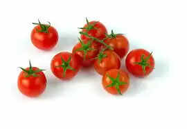 Best Season to grow Tomatoes in India