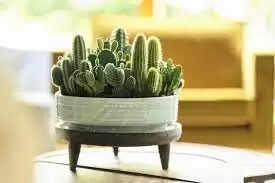 Types of Cactus found in India