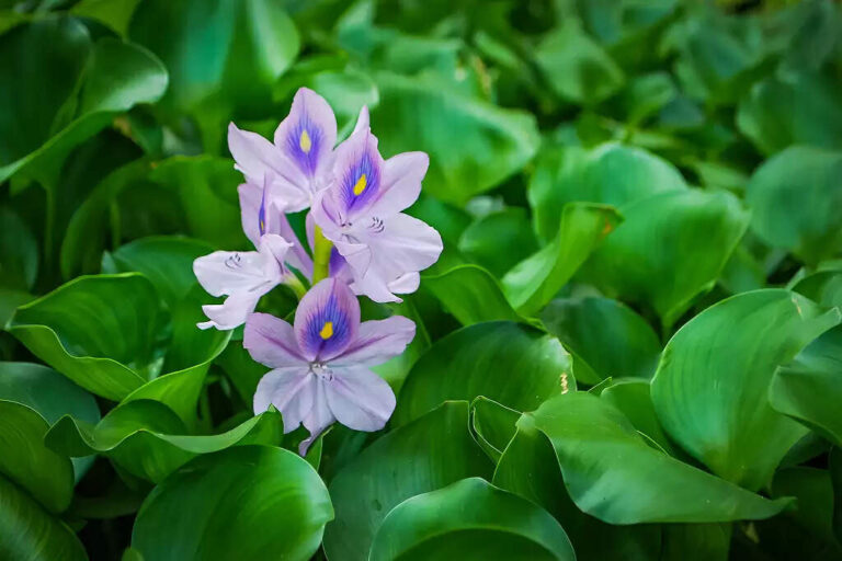 Top Aquatic Plants in India