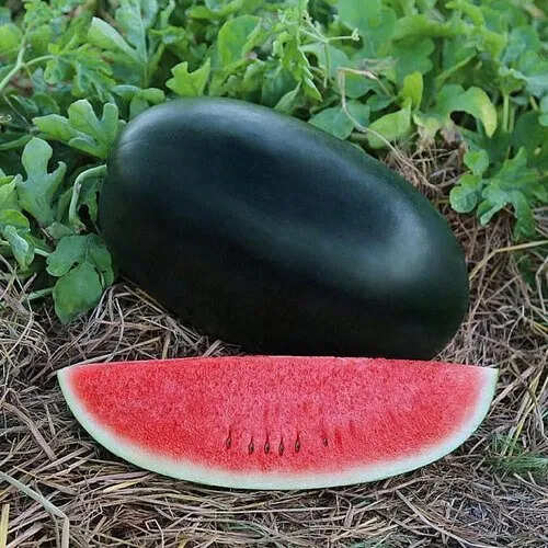 The Cost Of Black Watermelon Will Shock You