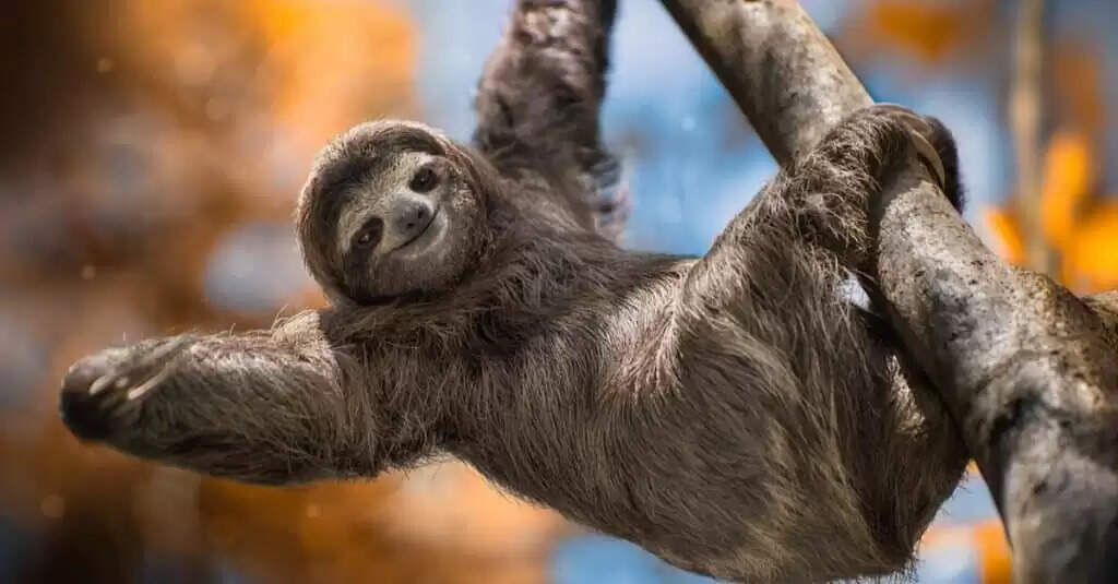 Top 8 Slowest Animals In The World In 2023