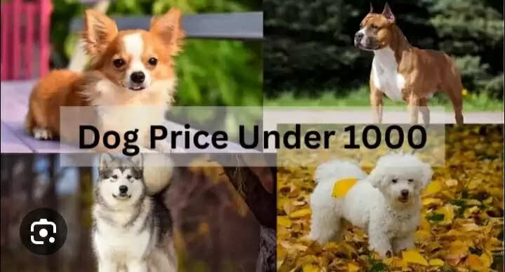 Top 7 Dogs Under INR 1000 In India
