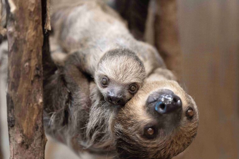 Top 7 Slowest Animals In The World