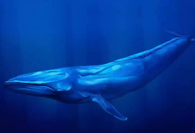 Top 10 Facts About Blue Whales