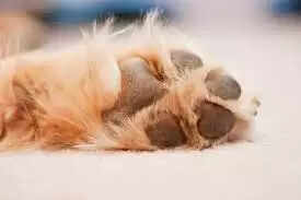 Top 10 Things To Know About Dog Paws