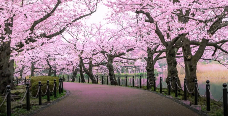 Top 5 Destinations for Cherry Blossom Viewing in India