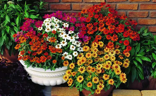 Top 12 Plants That Flower 365 Days A Year