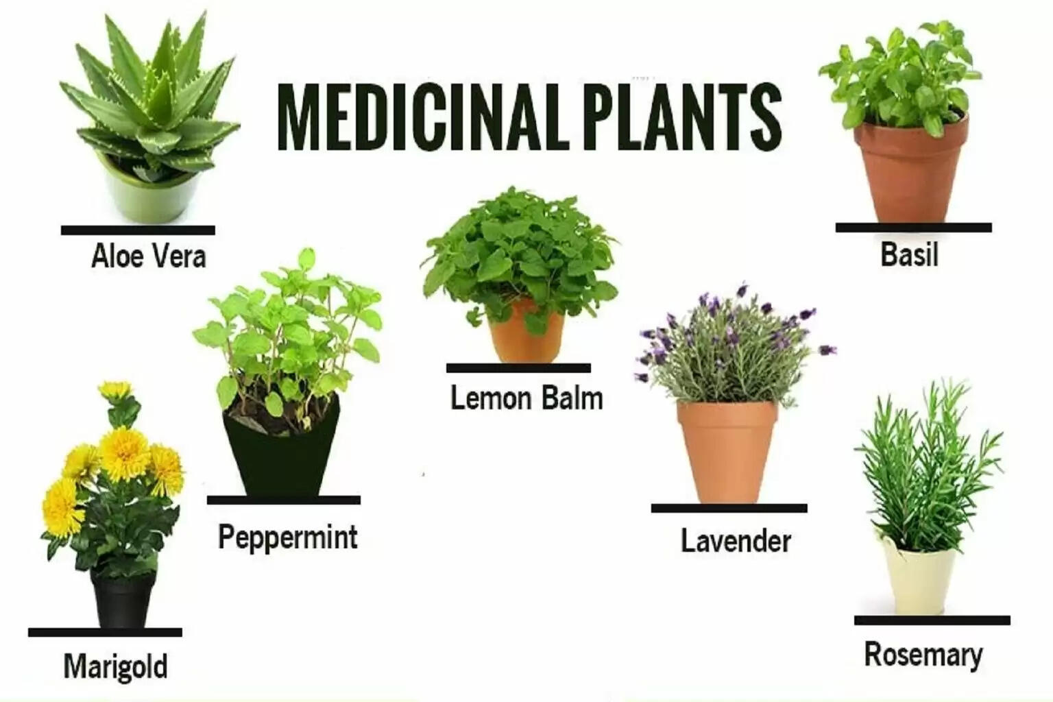 Top 15 Medicinal Plant Names & Their Uses