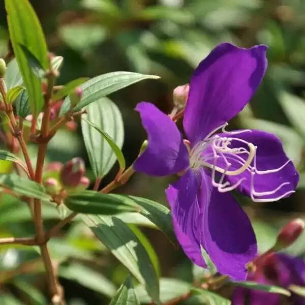 How To Care For Begum Bahar Plant