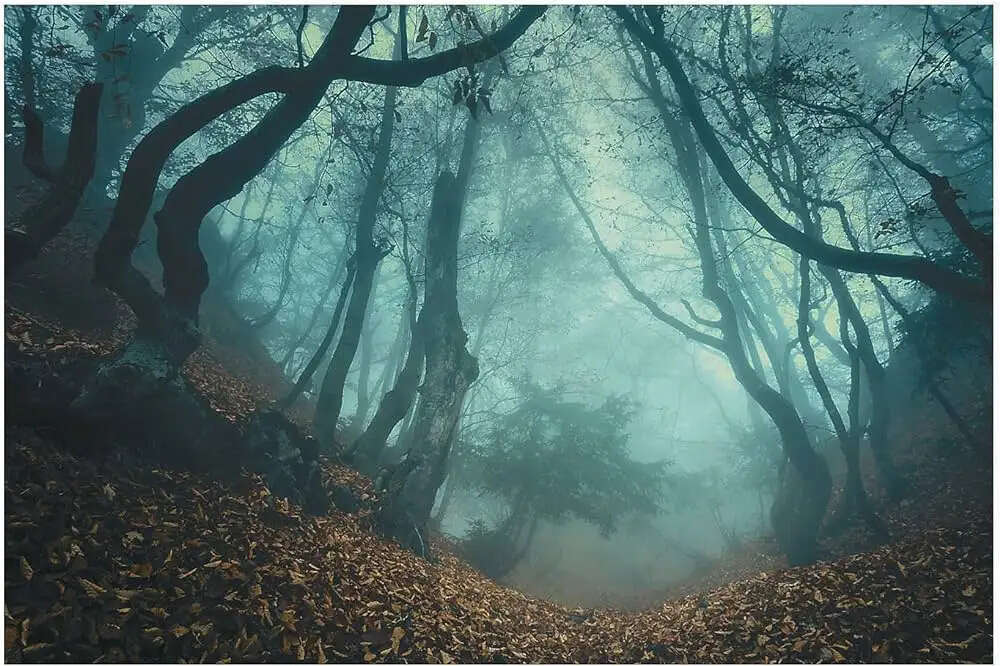 Top 10 Most Dangerous Forests In The World In 2023 - 2024