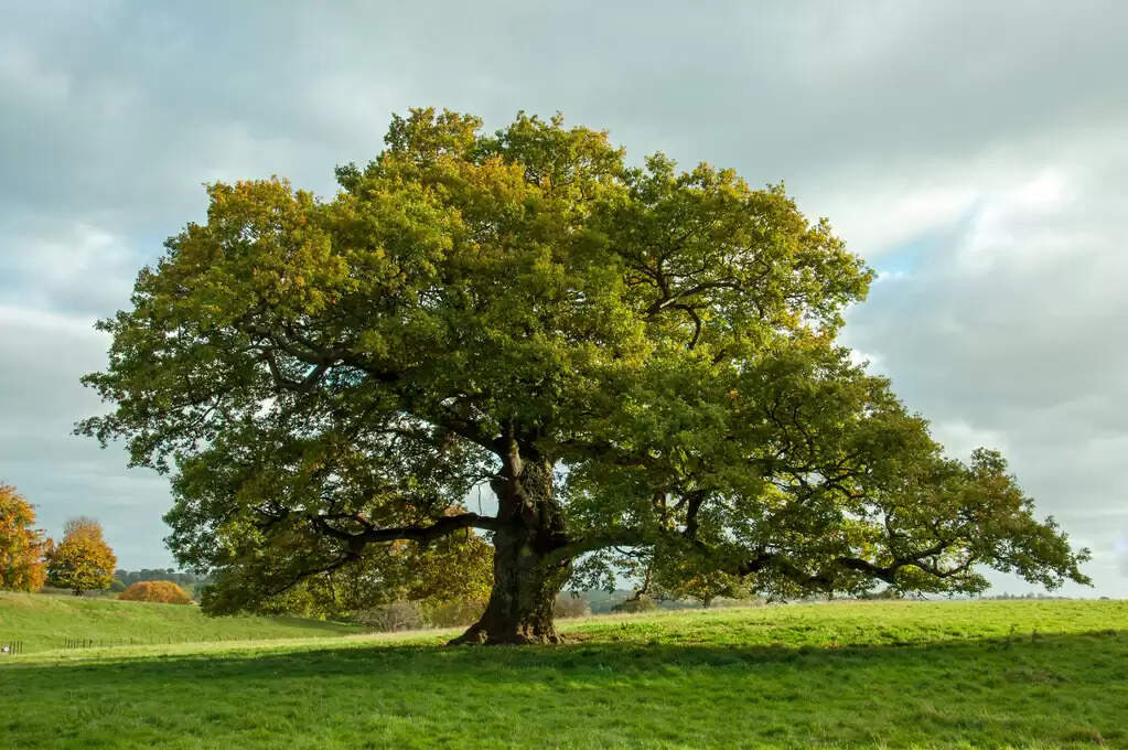 Interesting Facts About What Is The Value Of A Tree