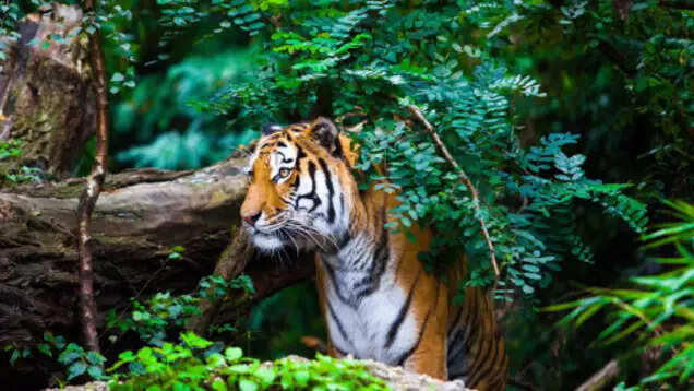 Top 10 Largest Zoos in India