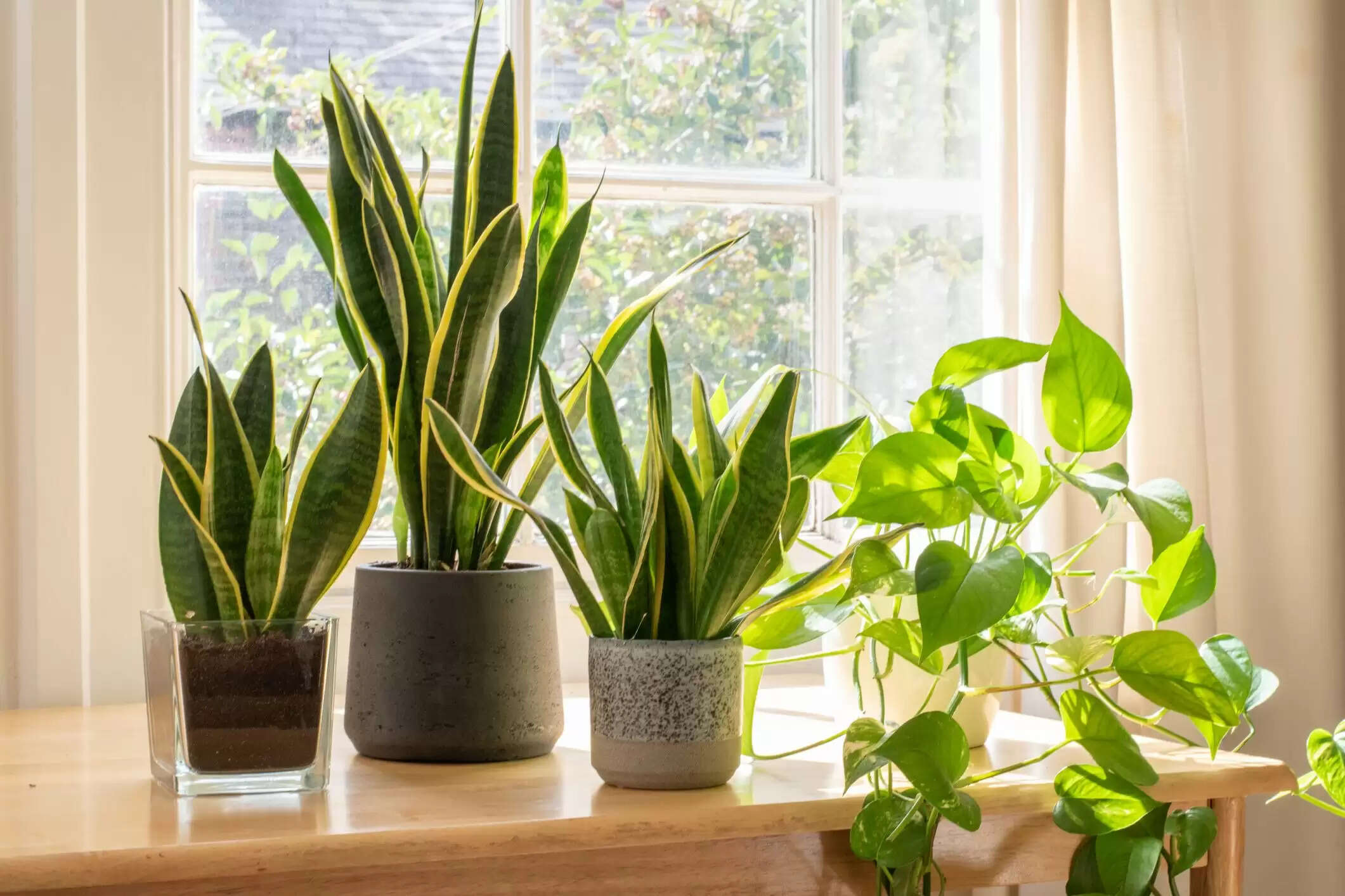 Top 10 Best Houseplants For Living Room