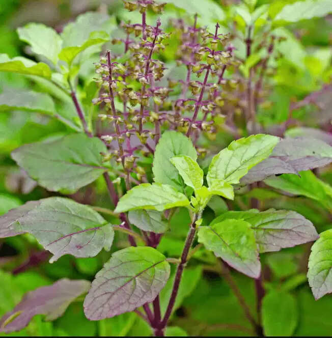 How To Water Tulsi Plant