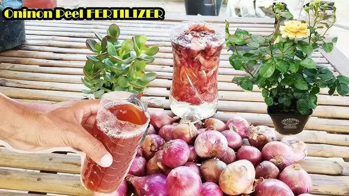 Top 5 Tips To Make Onion Peel Fertilizer at Home