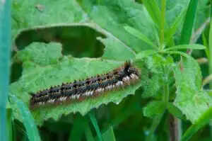 7 Easy Tips To Get Rid From Blanket Worm Insects
