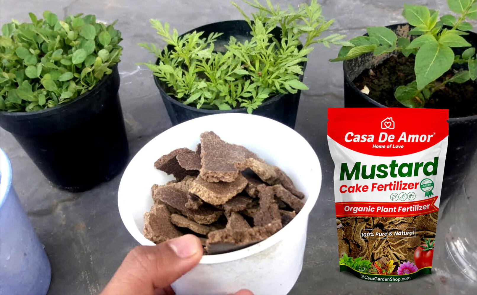 Know How To Make Mustard Cake Fertilizer