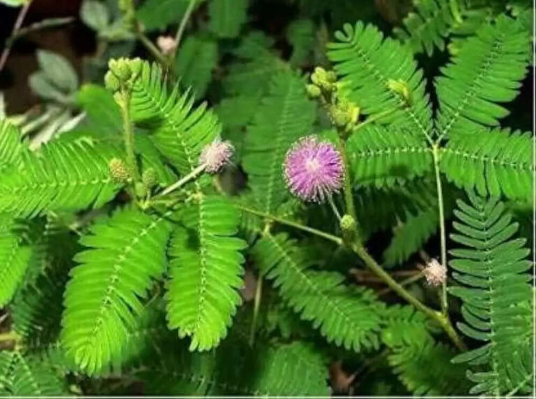 Know About Shami Plant Care Tips