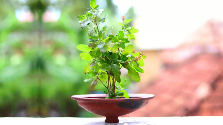 Know How To Grow Tulsi Plant From Seeds