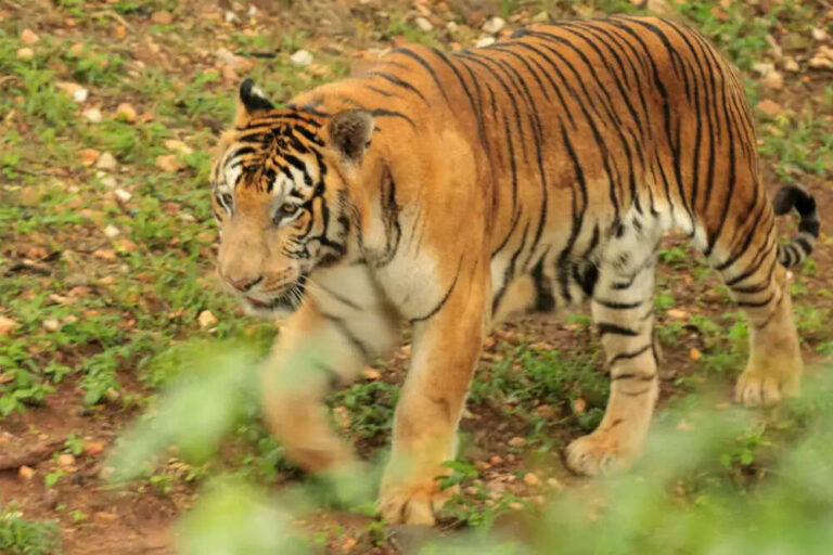 Top 8 Oldest Zoos In India You Must Visit At Least Once In 2025
