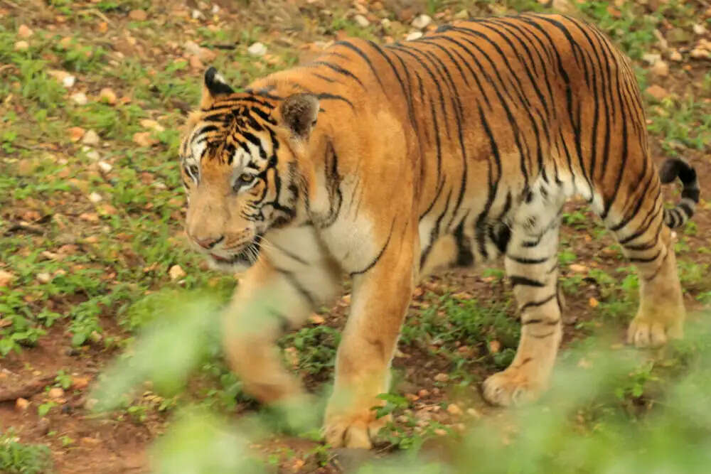 Top 8 Oldest Zoos In India You Must Visit At Least Once In 2025