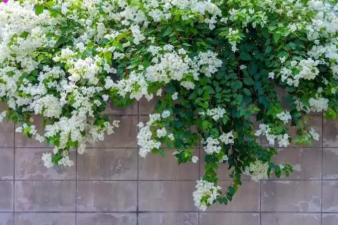 Top 10 Creeper Plants in India With Names & Pictures In 2025